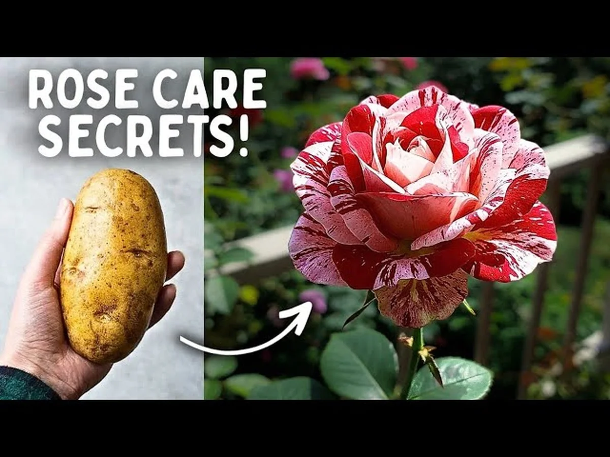 Warum erfahrene Gärtner ihre Rosenstöcke im Januar lüften - image 2