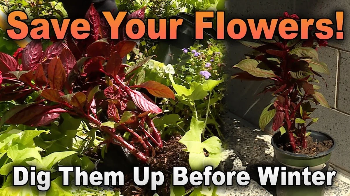 Warum erfahrene Gärtner bei Frost weiche Agavenblätter sofort abschneiden - image 2