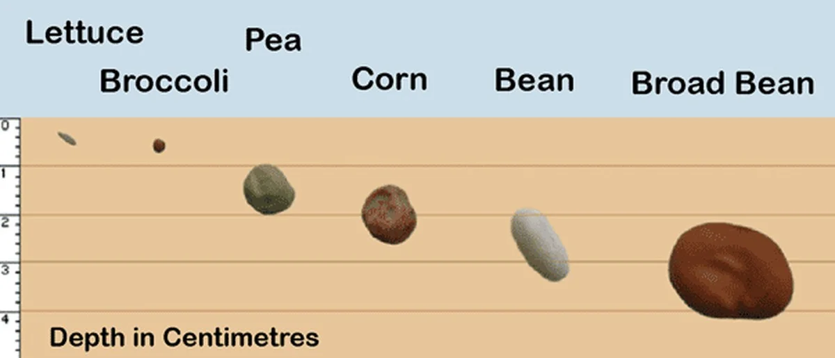 Warum erfahrene Gärtner Spinatsamen im Januar nur 1 cm tief säen - image 2