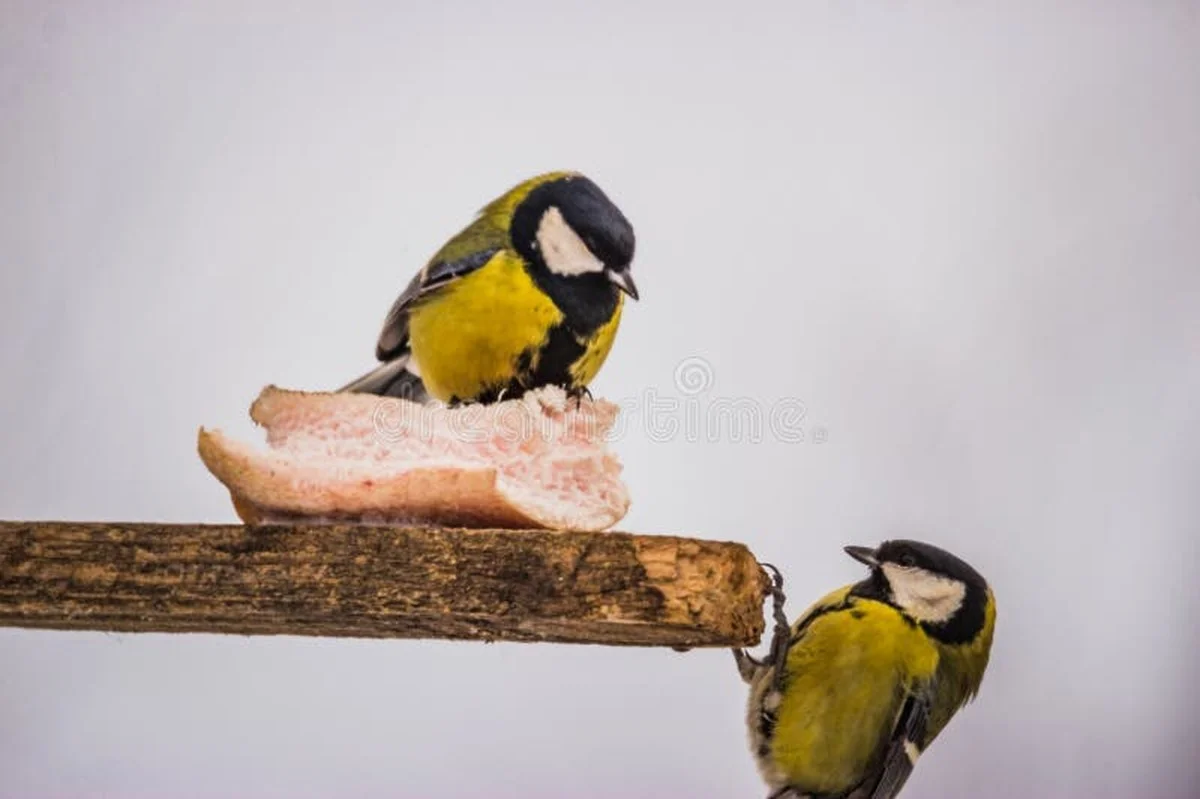 Warum erfahrene Gärtner eine Laufmasche im Strumpf für die Meisen im Winter nutzen - image 2