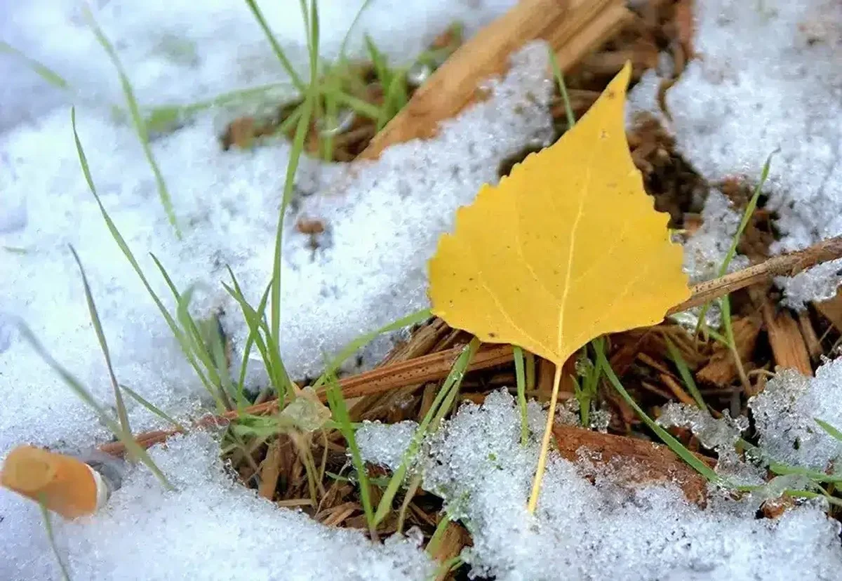 Warum erfahrene Gärtner das Herbstlaub im Beet lassen - image 2