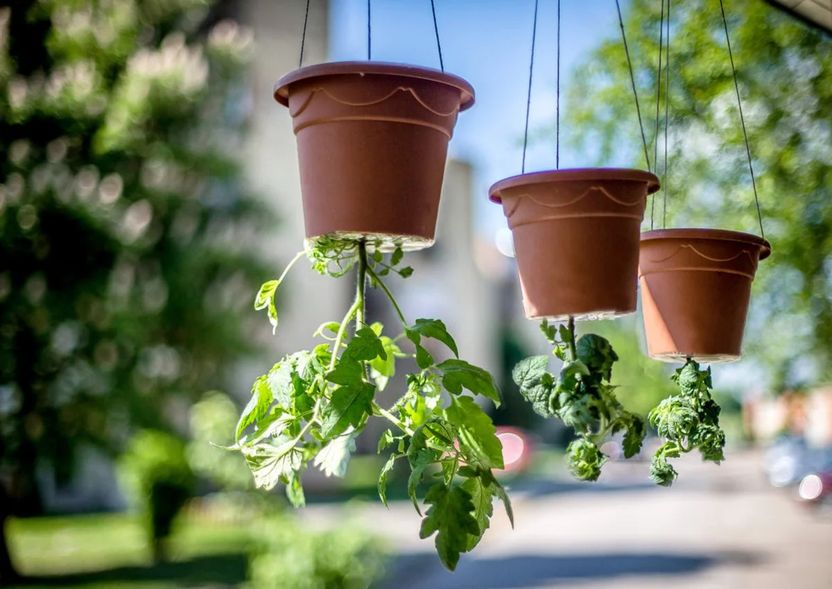 Warum erfahrene Gärtner ihre Tomatenkübel schon im Jänner verkehrt herum aufhängen - image 2