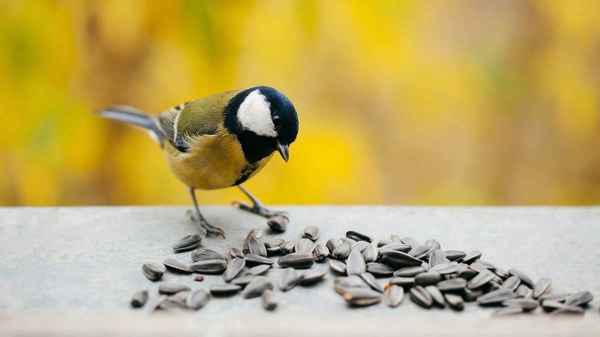 Warum erfahrene Gärtner im Februar Sonnenblumenkerne an ihre Vögel verfüttern - image 2