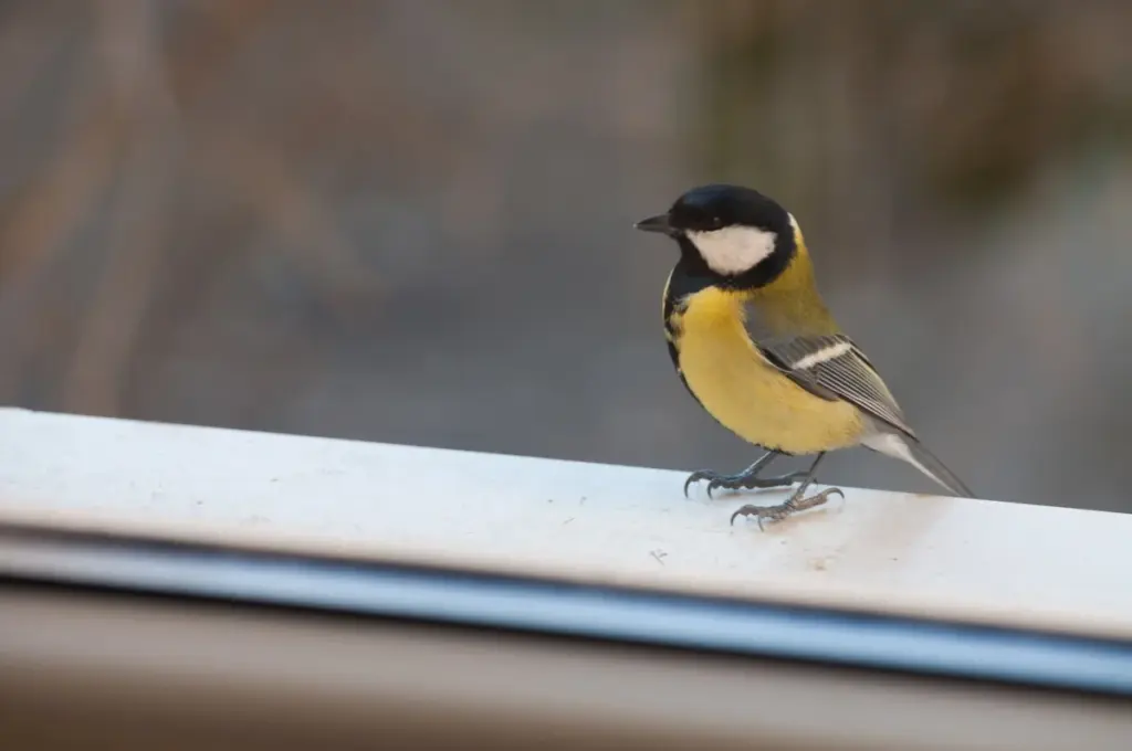 Warum erfahrene Österreicher eine Meise am Fenster nie ignorieren