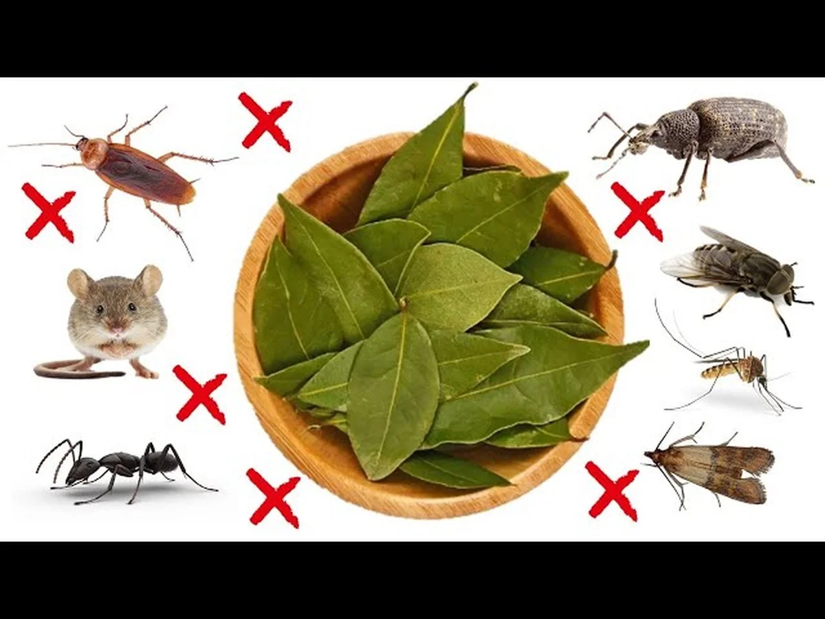 Warum erfahrene Österreicher Lorbeerblätter hinter den Kühlschrank legen - image 1