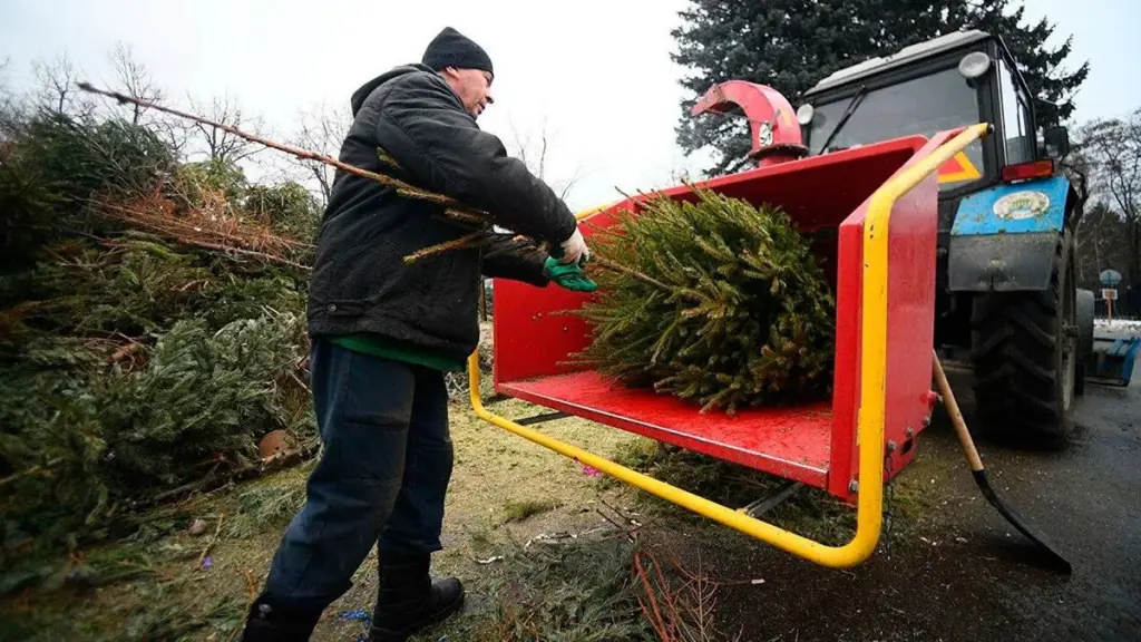 Warum erfahrene Wiener Stadtgärtner ihren Weihnachtsbaum niemals wegwerfen