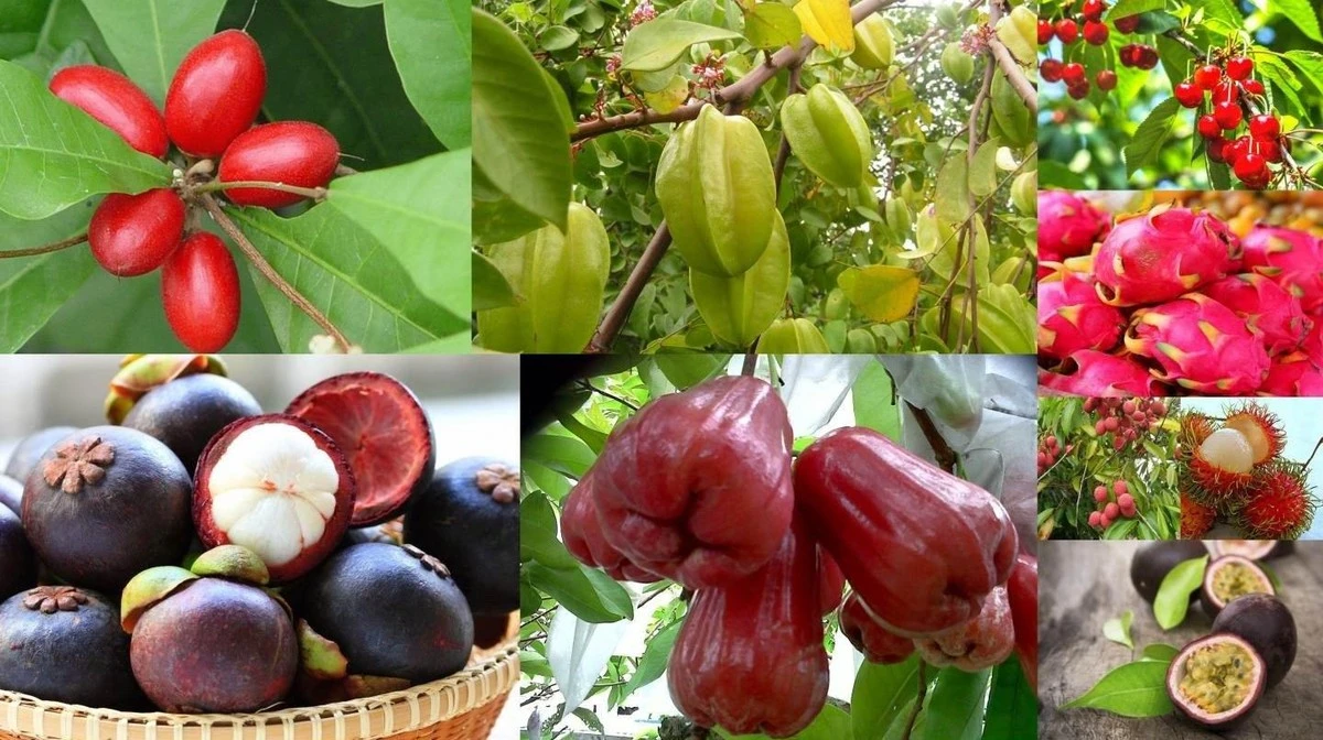 Warum Experten die murtilla auf Balkone pflanzen: Geheimtipp gegen langweilige Beeren - image 1