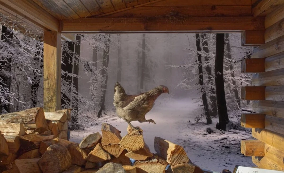 Warum feuchter Staub deine Hühner krank macht (und wie du es vermeidest) - image 1