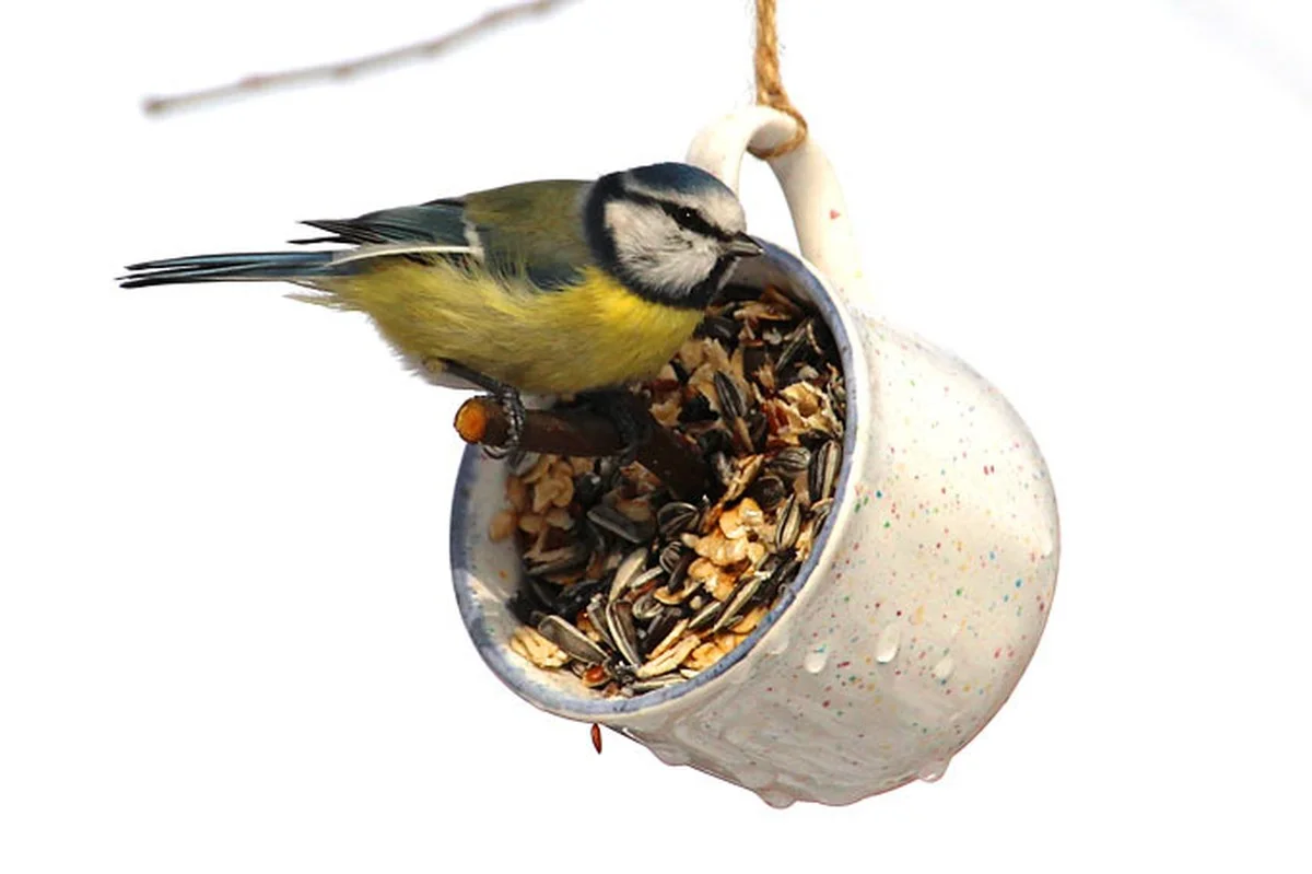 Warum Feuchtigkeit Ihre Vogelsamen zu Gift macht – und niemand es bemerkt - image 1