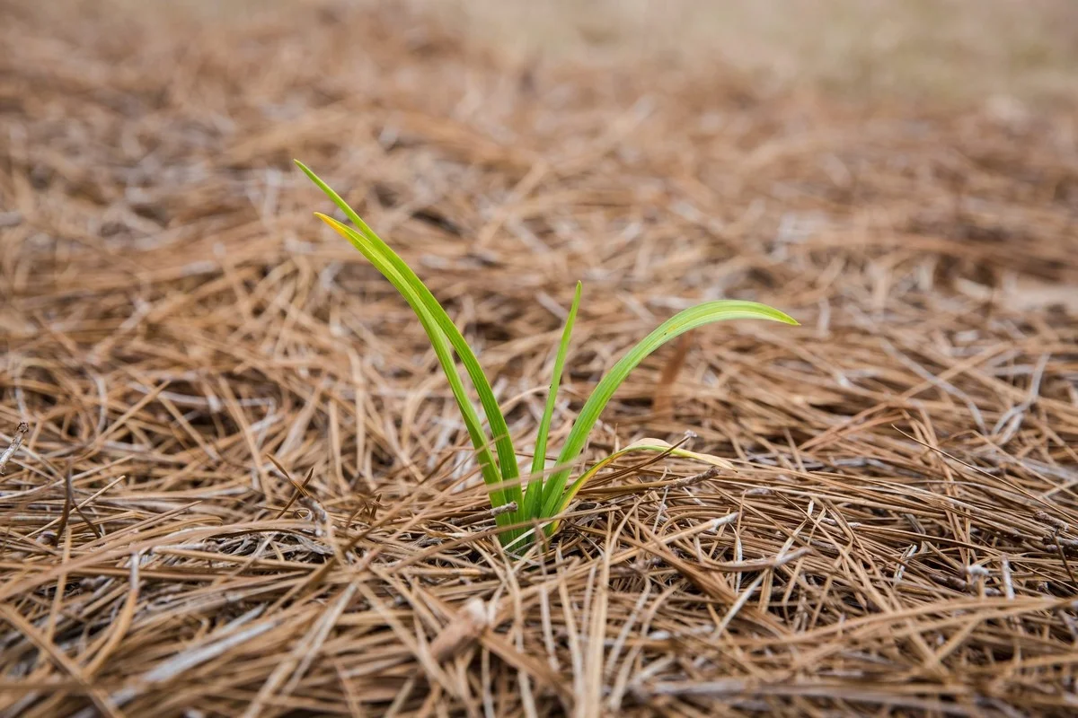 Warum Gartenprofis in Österreich Kiefernnadeln nicht wegwerfen und was das für Ihren Boden bedeutet - image 1