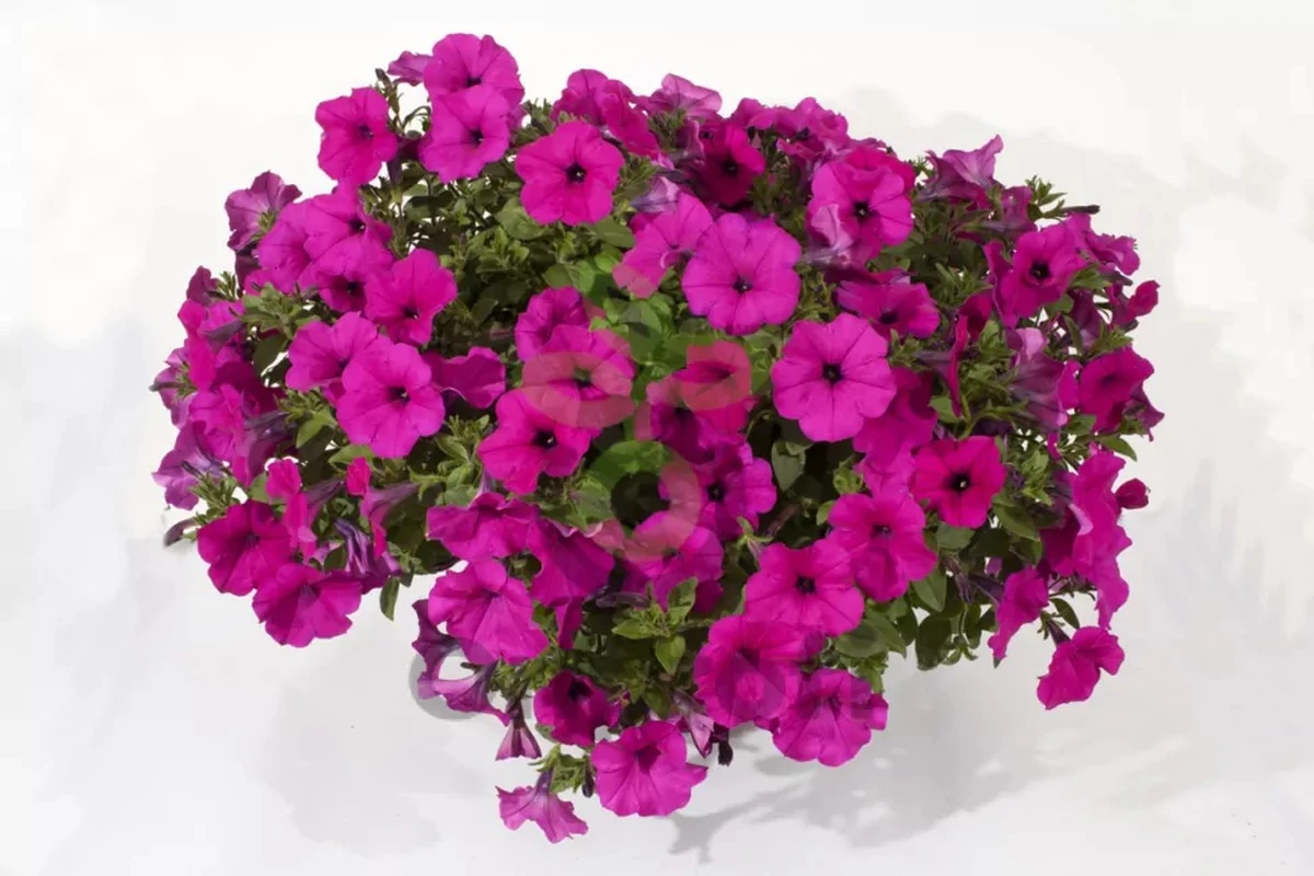 Warum Gärtner im Februar Krokusse und Narzissen pflanzen - image 2