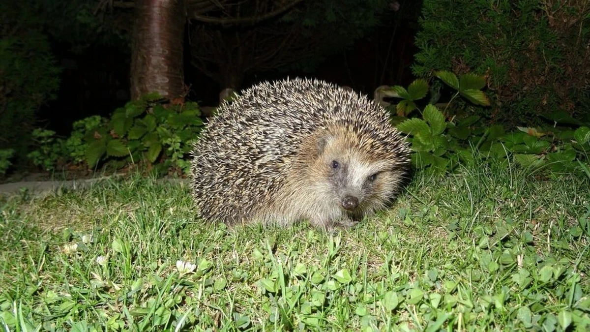 Warum ich alle Lichter in meinem Garten ausgeschaltet habe: Eine überraschende Rettung der Natur - image 2