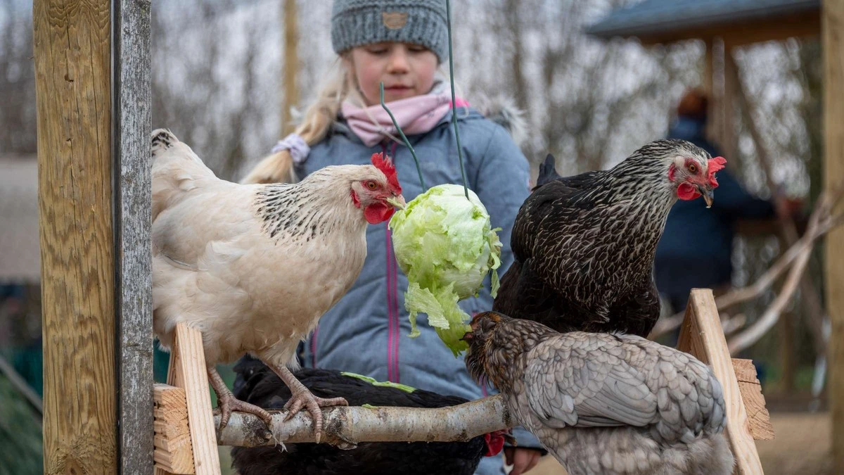 Warum Ihre Hühner jetzt dringend ein Spielzeug brauchen (und wie Sie es in 2 Minuten basteln) - image 2