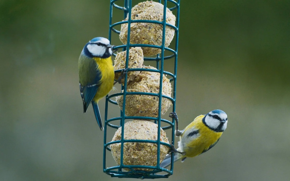 Warum Ihre Meisen jeden Morgen um die gleiche Zeit kommen: Der einfache Trick, der sie anlockt - image 1