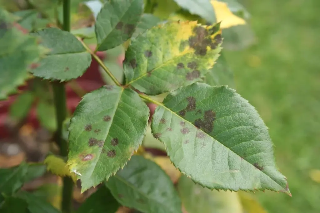 Warum Ihre Rosen schwarze Flecken bekommen: Was Gärtner früher gemacht haben, um sie für immer loszuwerden