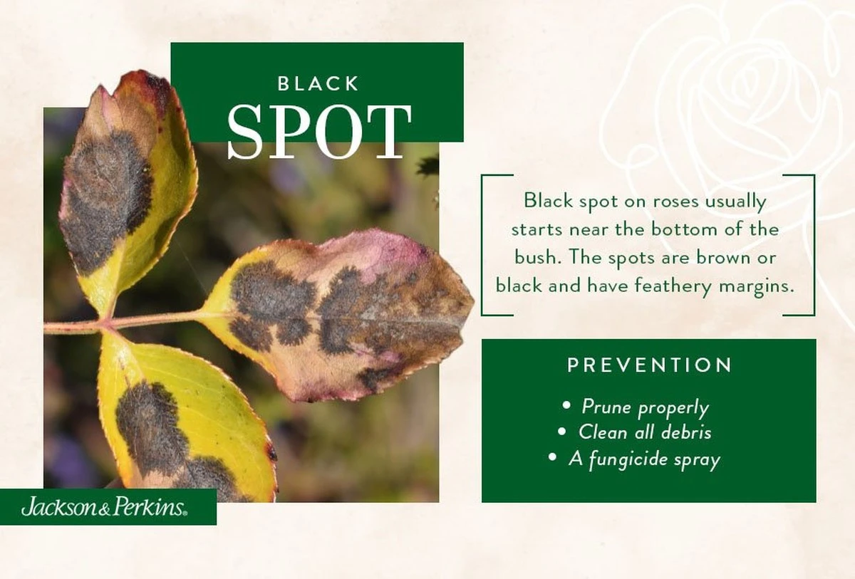 Warum Ihre Rosen schwarze Flecken bekommen: Was Gärtner früher gemacht haben, um sie für immer loszuwerden - image 2