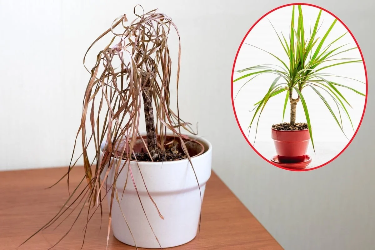 Warum Ihre welkende Zimmerpflanze mit diesem natürlichen Trick wieder auflebt - image 1