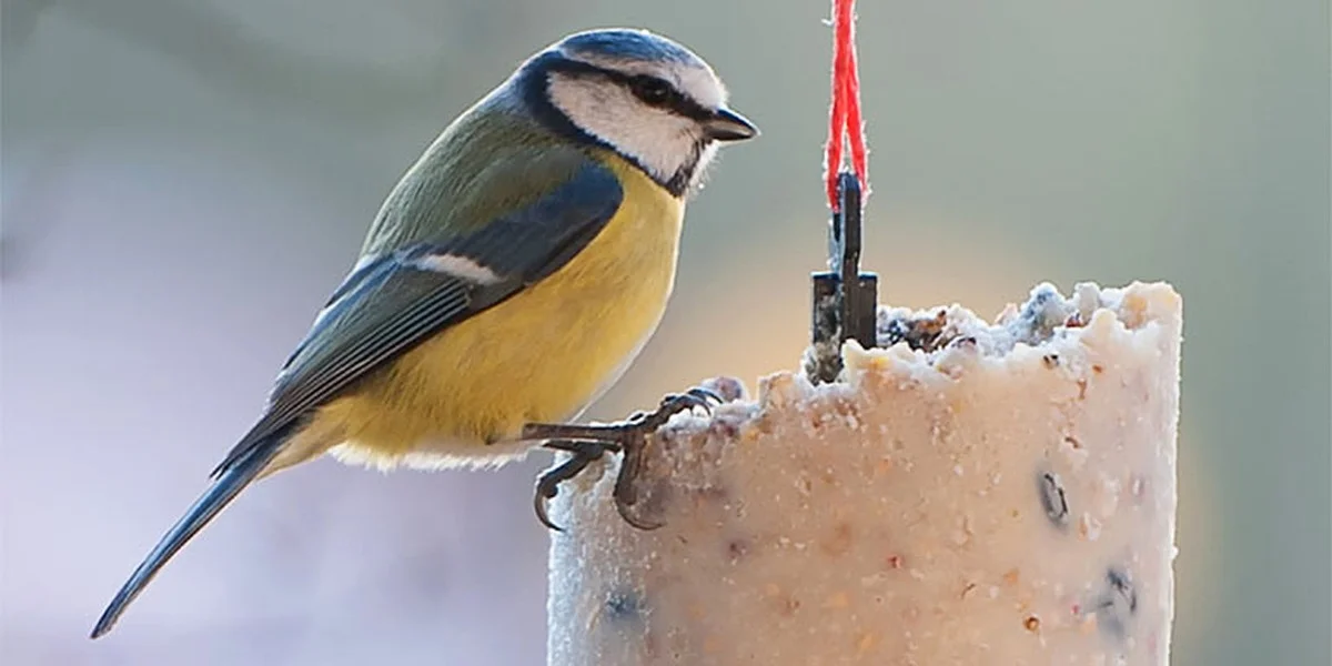 Warum Ihre Winterfütterung Vögeln schadet: Der japanische Weg, den Sie kennen müssen - image 1