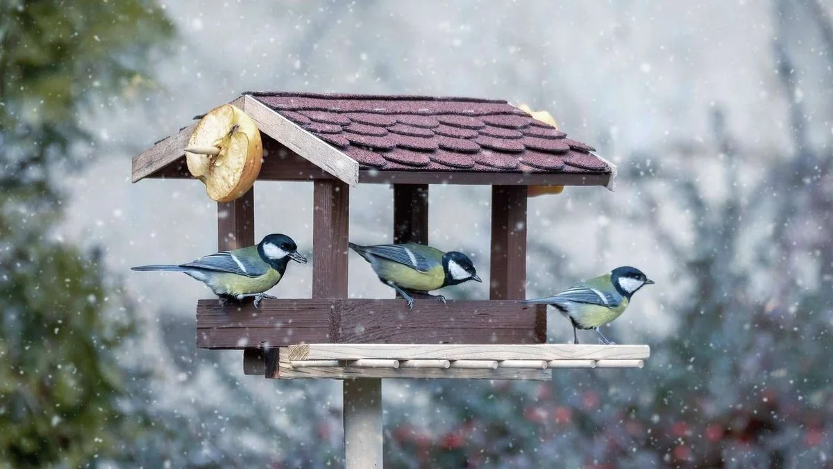 Warum Ihre Winterfütterung Vögeln schadet: Der japanische Weg, den Sie kennen müssen - image 2