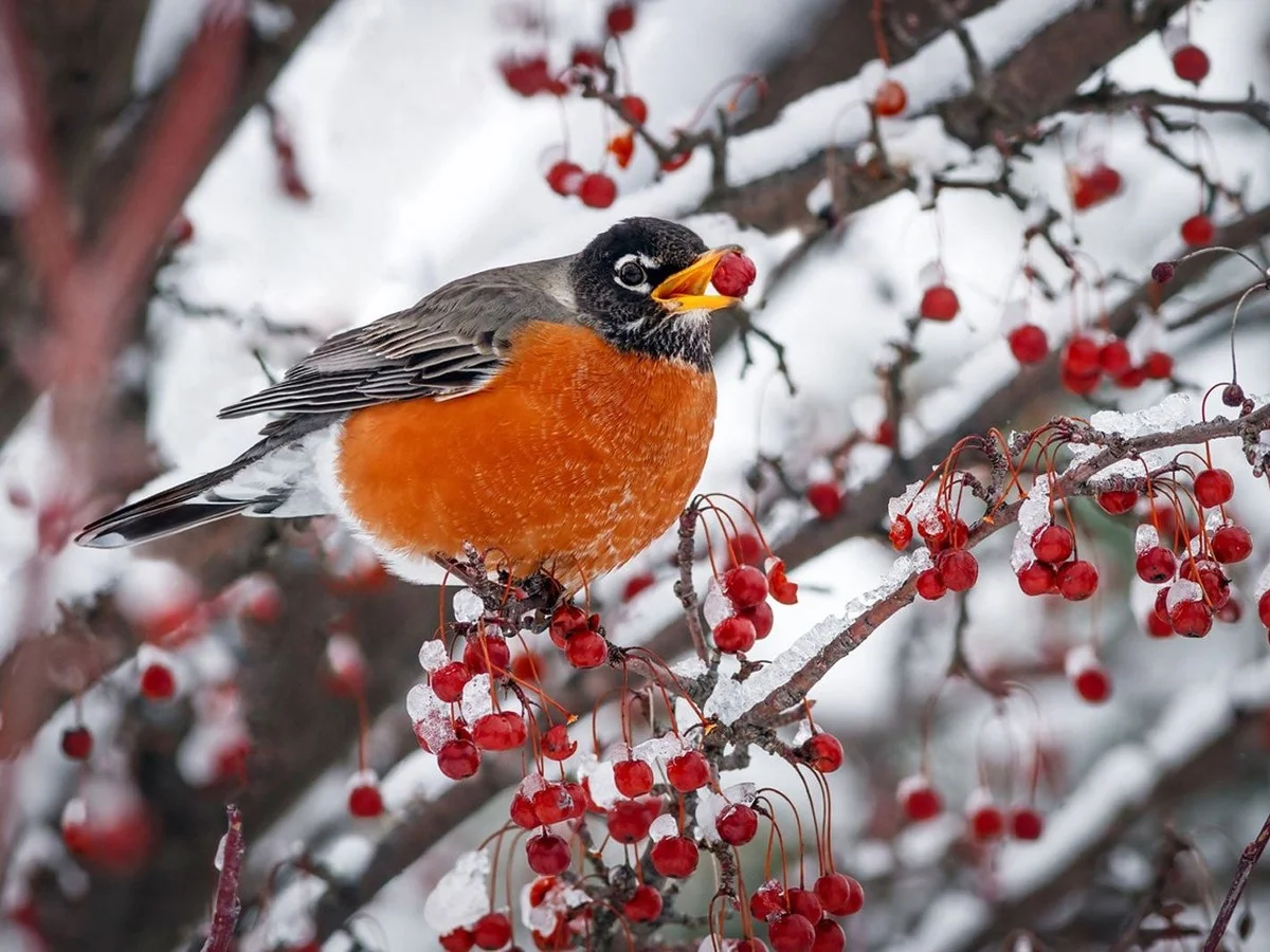 Warum immer mehr Österreicher ein 