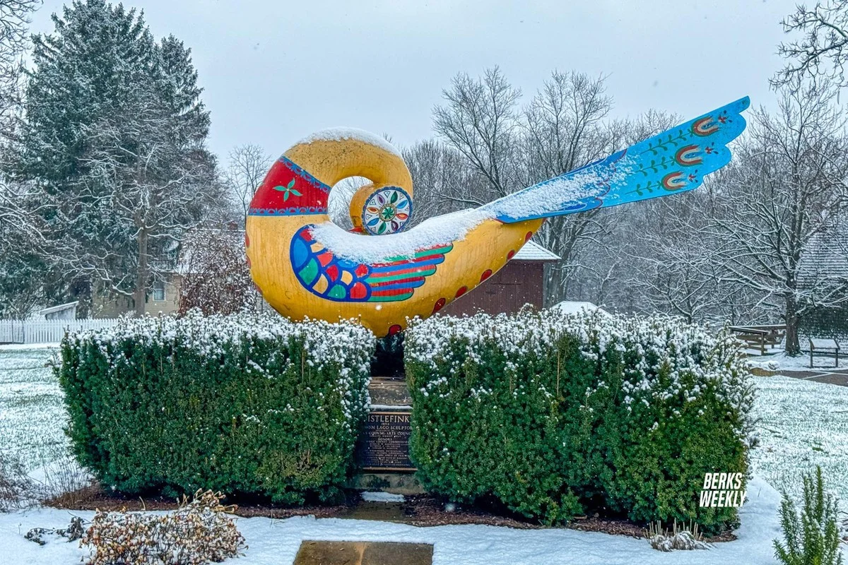 Warum Kärntner Gärten im Winter vor Farbe explodieren: Das Geheimnis des 