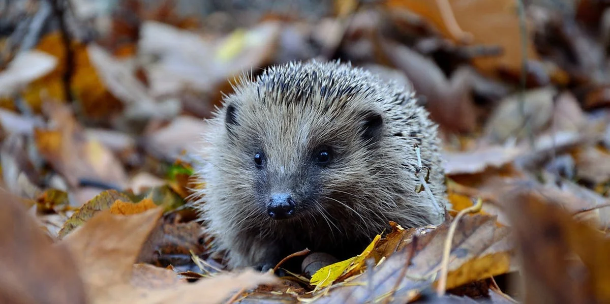 Warum österreichische Gärtner im Jänner ihre Laubhaufen in Ruhe lassen sollten - image 1