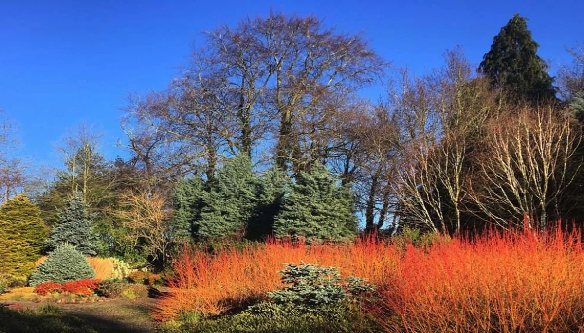 Warum Profigärtner jetzt im Jänner diese drei Gräser pflanzen - image 1