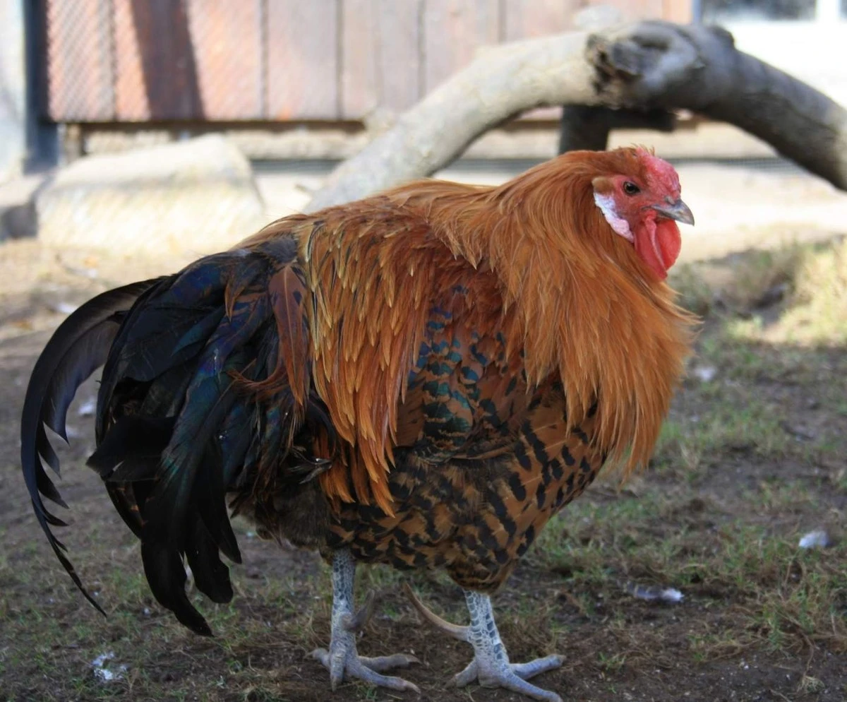 Warum sich einzelne Hühner absondern: Ein stilles Warnsignal für erfahrene Züchter - image 2