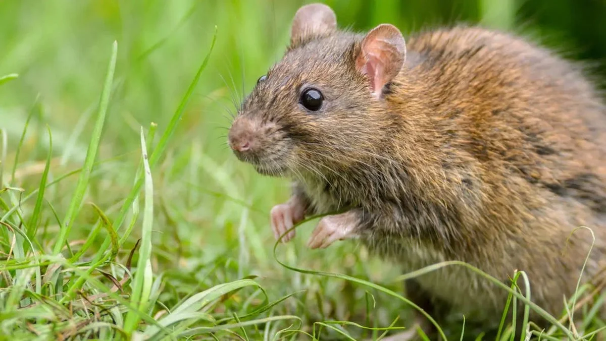 Warum Sie Ihre Vogelfutterstelle strategisch platzieren müssen, um Ratten fernzuhalten - image 1