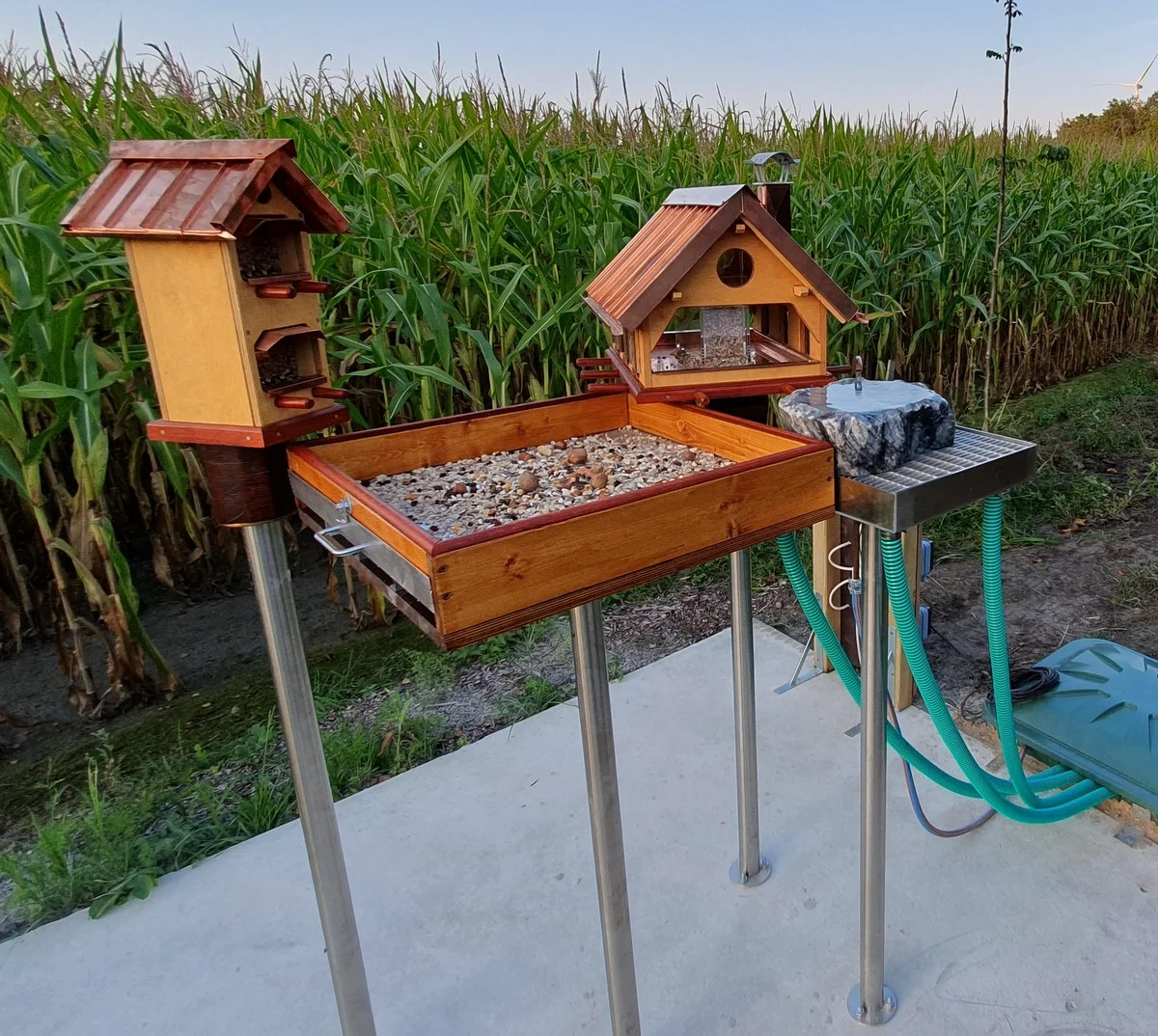 Warum Sie Ihre Vogelfutterstelle strategisch platzieren müssen, um Ratten fernzuhalten - image 2