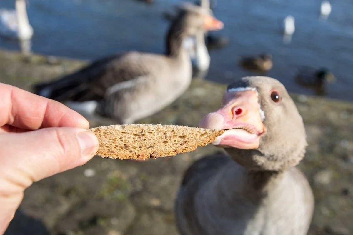 Warum Sie Vögeln niemals Brot geben sollten: Ein tödlicher Fehler - image 1