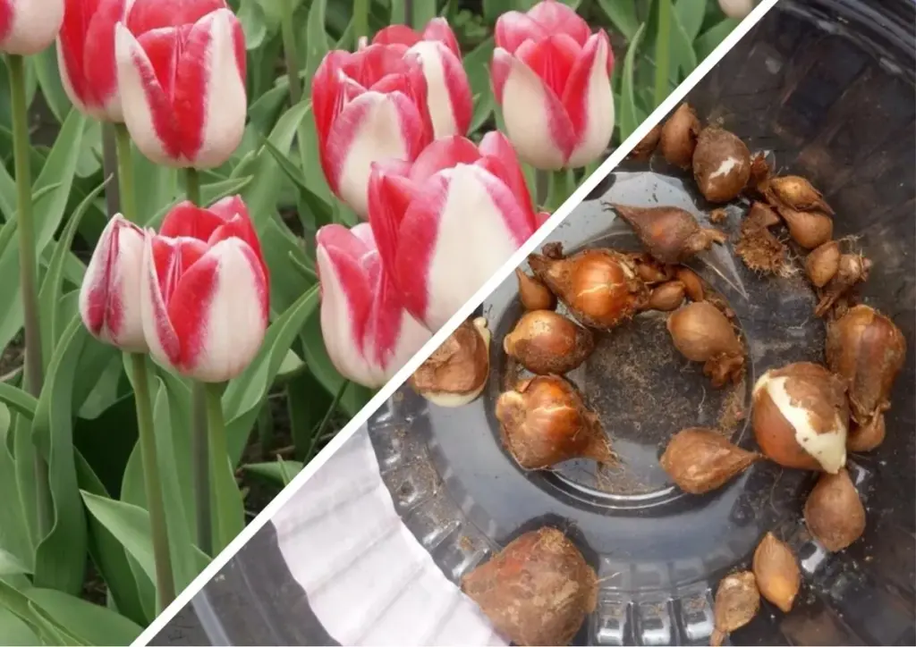 Wie ich Tulpen „auf Spatenstich“ pflanze und 30 Minuten später das Beet blüht wie gemalt