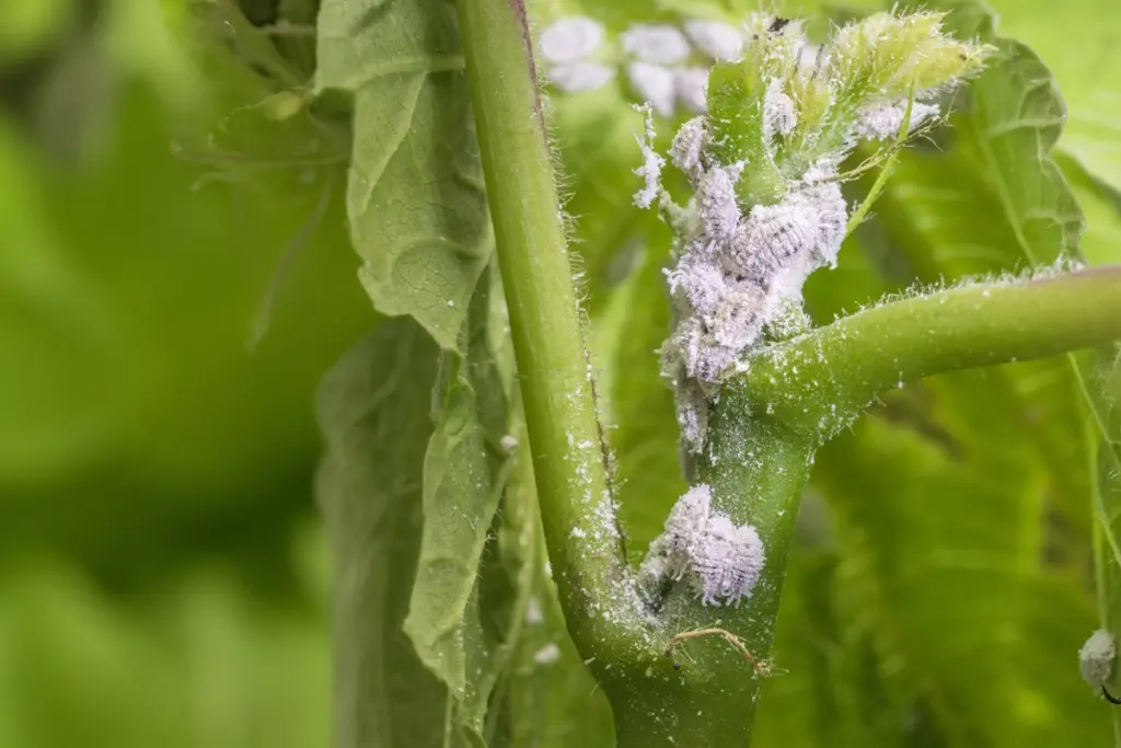 Wollläuse an Pflanzen erkennen und wirksam bekämpfen: Hausmittel & Tipps