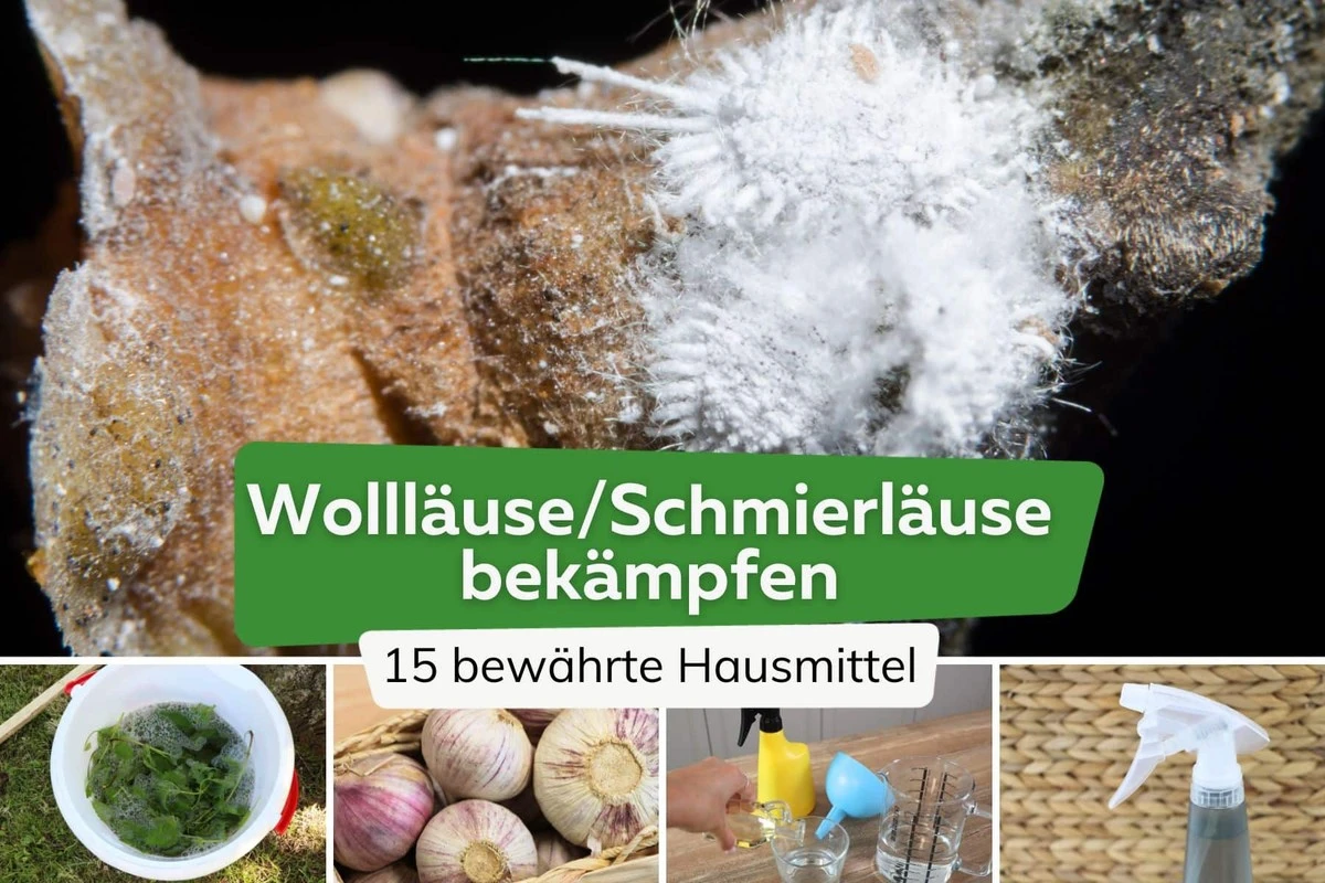 Wollläuse an Pflanzen erkennen und wirksam bekämpfen: Hausmittel & Tipps - image 2