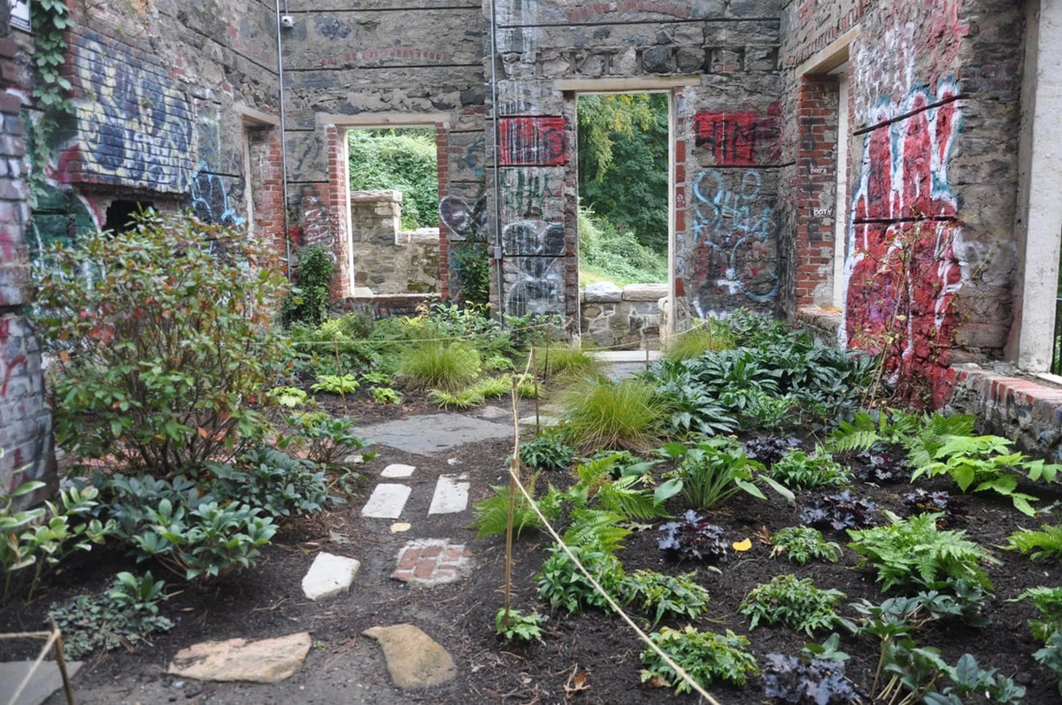 3 Stauden, die deinen Garten ruinieren (und deine Nerven!) - image 1