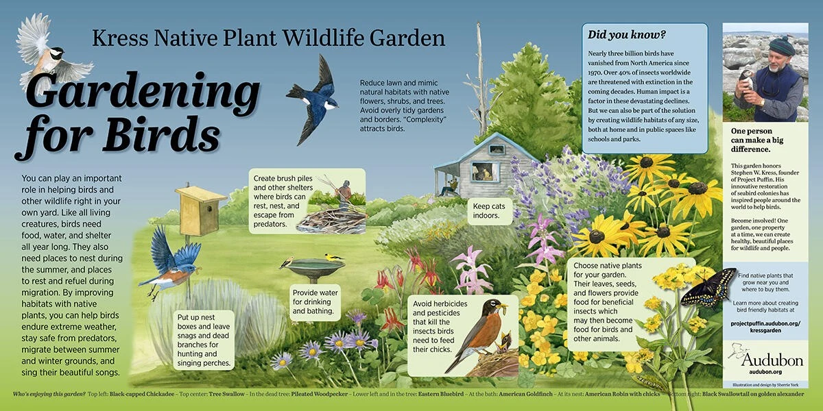 3 Sträucher, die Ihren Garten im März in ein Vogelparadies verwandeln - image 1