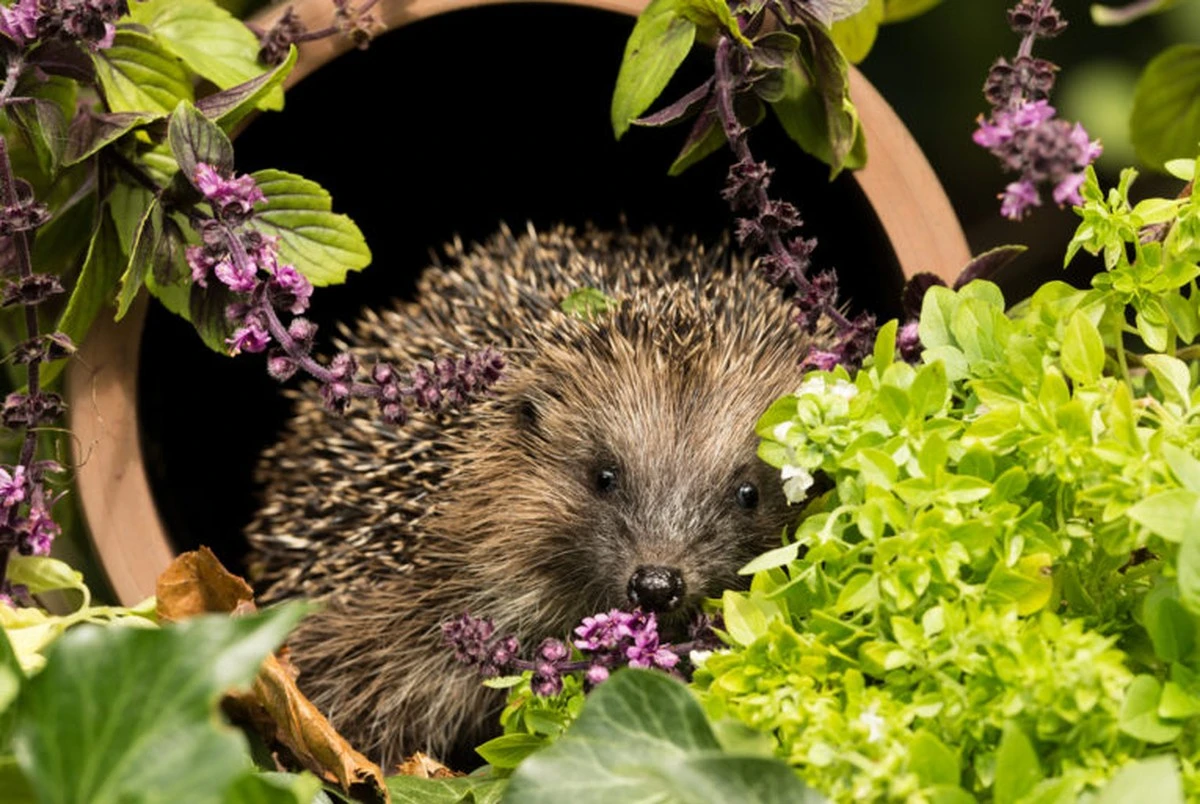 3 Sträucher, die Ihren Garten im März in ein Vogelparadies verwandeln - image 2