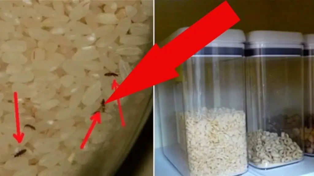 40 Jahre Erfahrung: Wäscheklammern und Büroklammern halten Getreide frei von Schädlingen