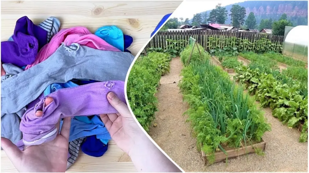 4 неочікувані способи використання дірявих шкарпеток: ваш дім та сад скажуть спасибі