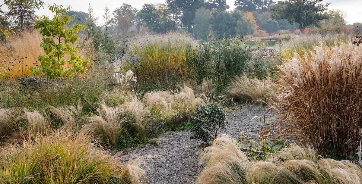 4 трави, які ландшафтні дизайнери садять прямо зараз, змінюють будь-який сад - image 1