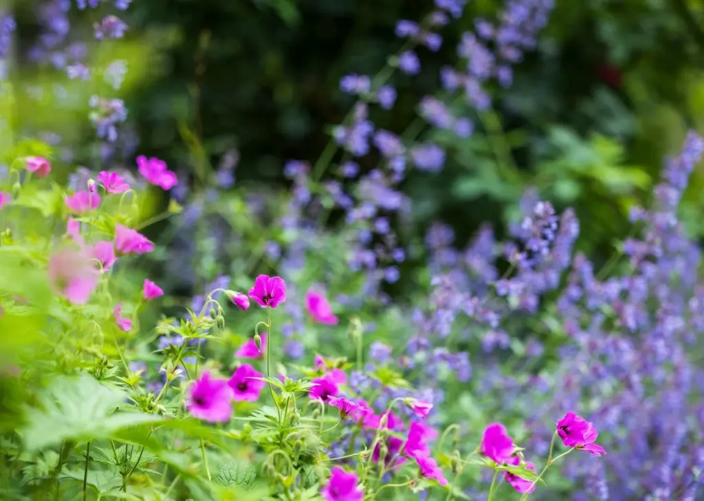 5 heimische Stauden, die dein Gartenleben revolutionieren (ohne dich zu nerven)