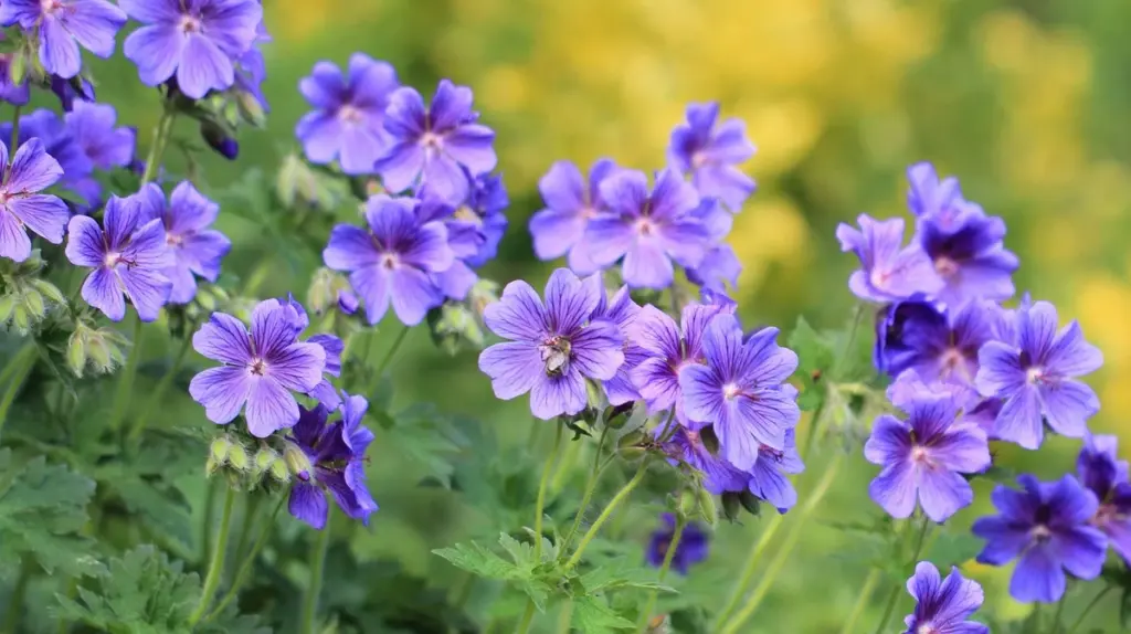 9 winterharte Stauden, die deinen Garten auch im nächsten Jahr begeistern