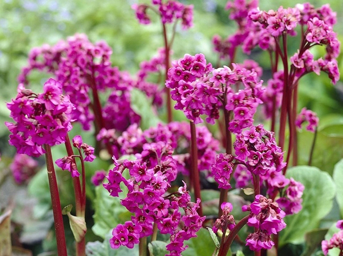 9 winterharte Stauden, die deinen Garten auch im nächsten Jahr begeistern - image 1