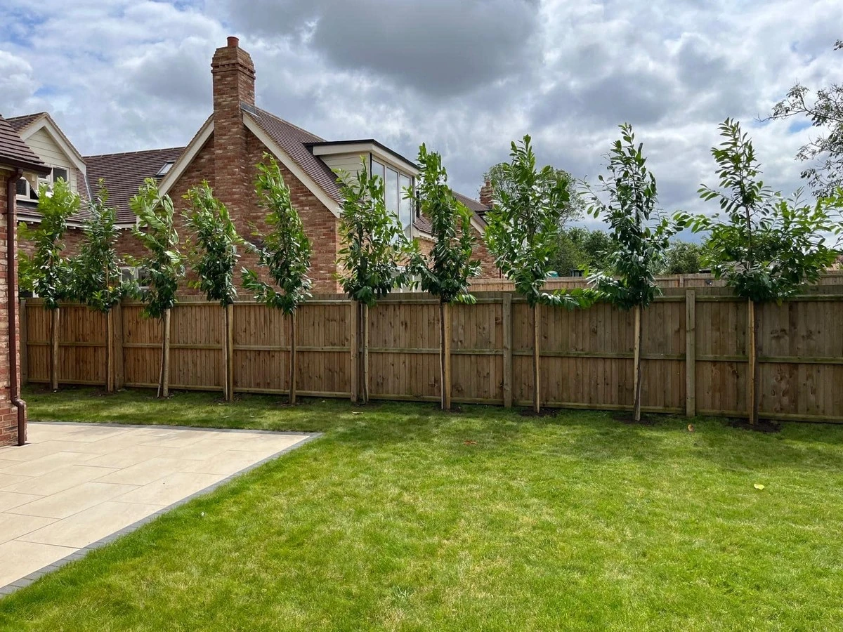 Baum nahe am Zaun: Was Nachbarn wirklich dürfen – Die geheimen Abstandsregeln - image 1