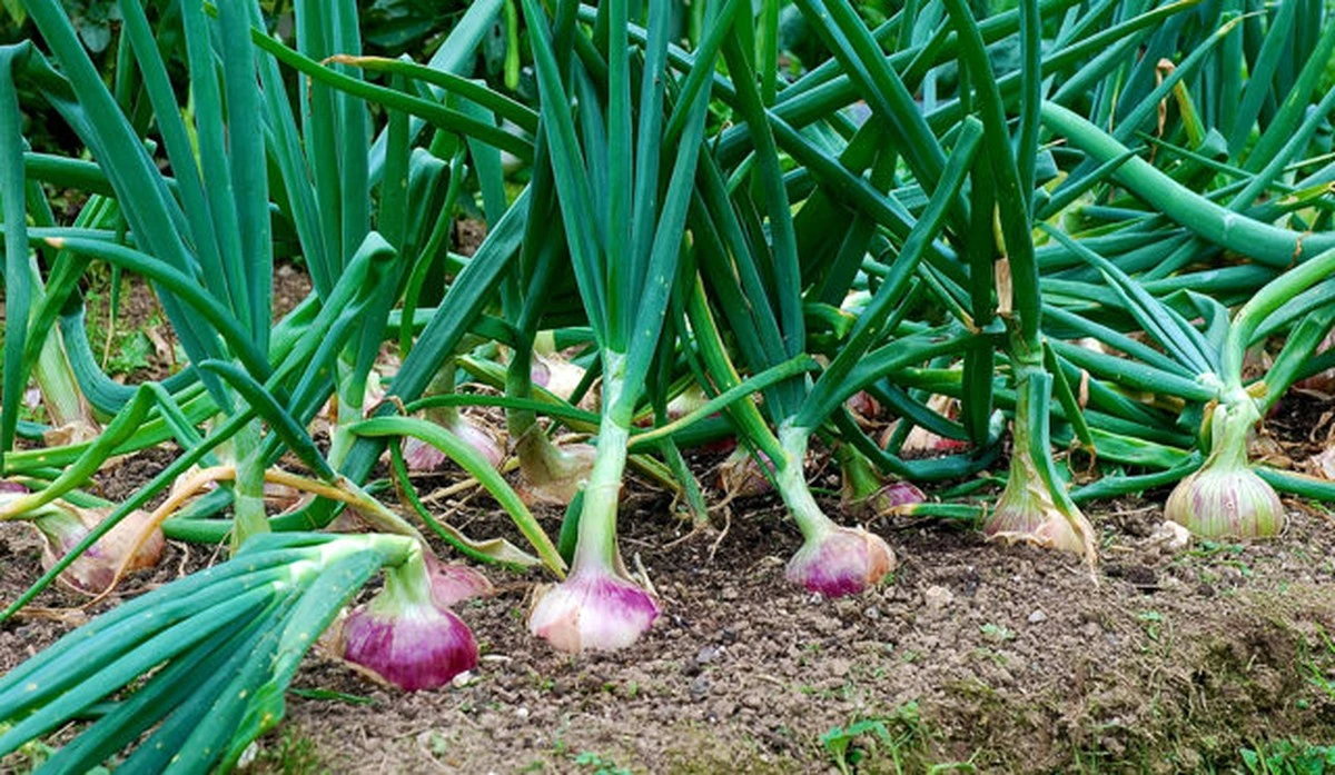 Der Roscoff-Zwiebel: Ihr einfacher Weg zum stressfreien Garten – Ernten Sie im Sommer! - image 1