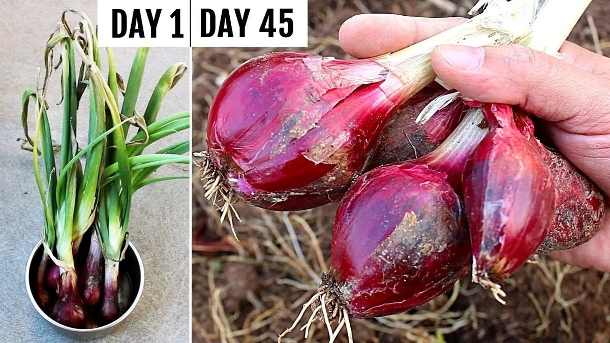 Der Roscoff-Zwiebel: Ihr einfacher Weg zum stressfreien Garten – Ernten Sie im Sommer! - image 2