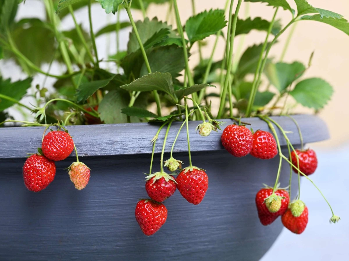 Die alten Griechen wussten es schon: So ernten Sie Erdbeeren, bevor alle anderen dran sind - image 2