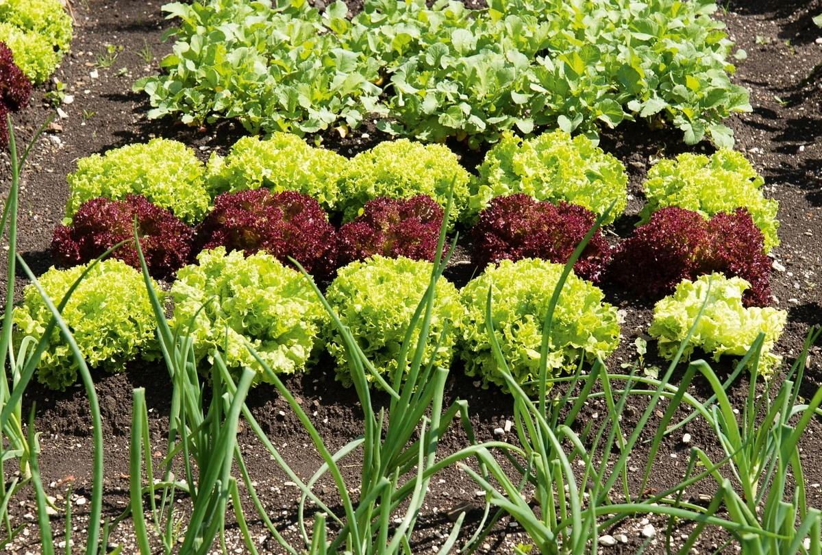 Die nordische Methode: Salate im Winter trocken pflanzen für mehr Erfolg - image 2