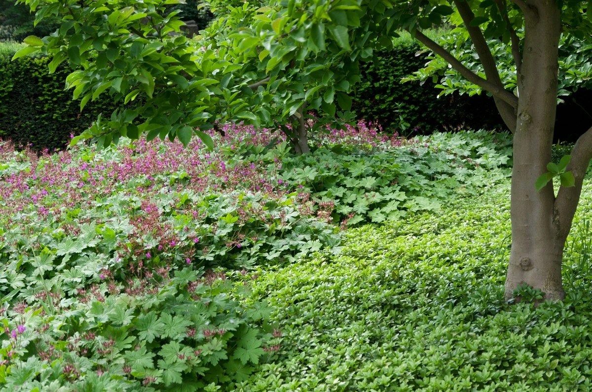 Diese 5 heimischen Stauden verwandeln Ihren Garten in eine blühende Oase – ganz ohne Arbeit - image 2