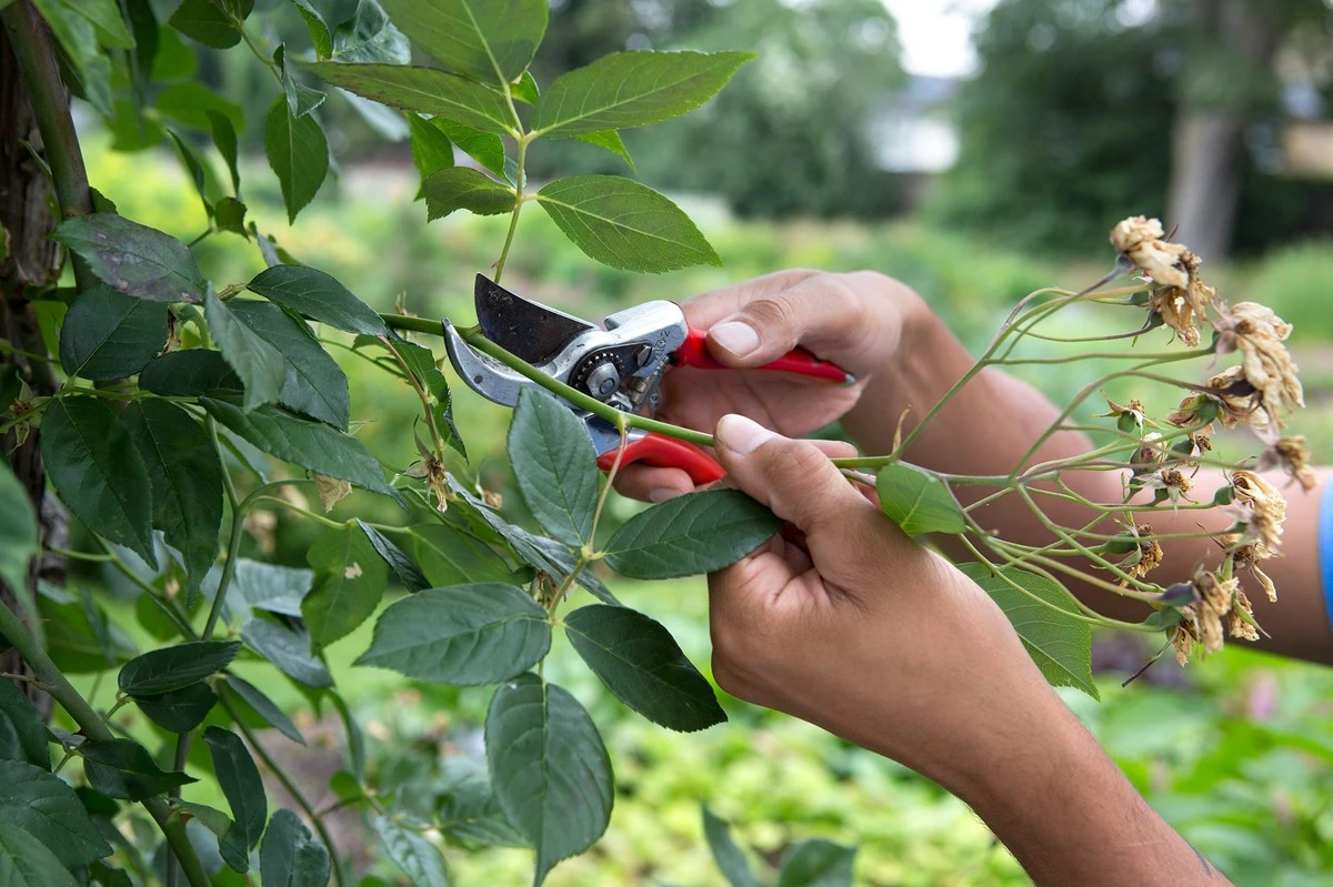 Diese Kletterpflanze muss JETZT geschnitten werden – sonst verpassen Sie den Frühling - image 2